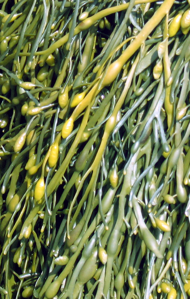 Ascophyllum_nodosum